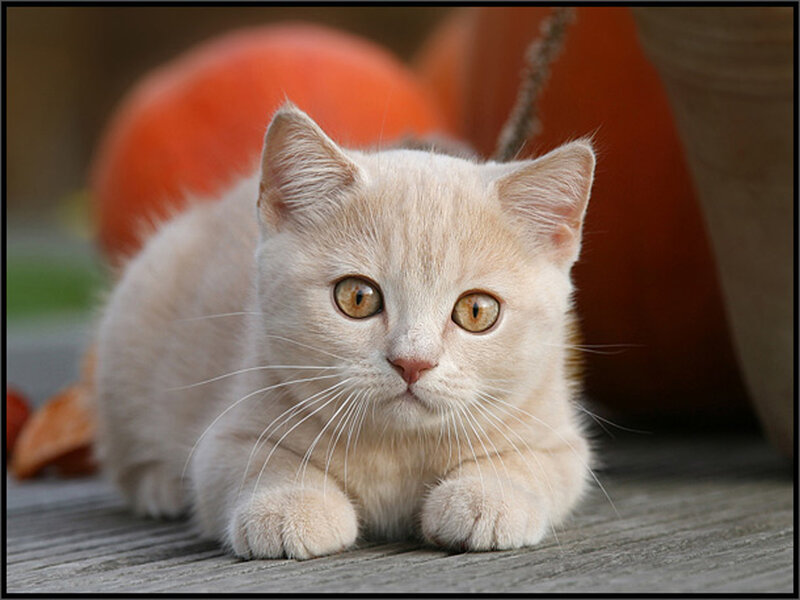 Cream-colored Kitten
