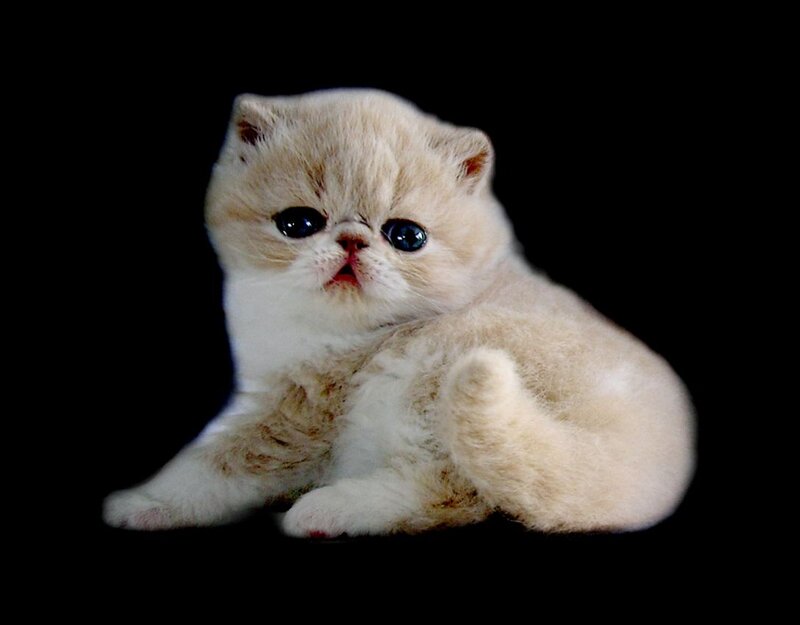 Cream-colored Kitten — White, Calm, Photograph, Black Background