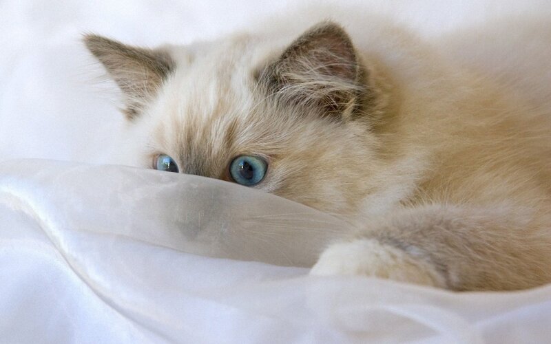 Cream-colored Kitten — White, Calm, Photograph