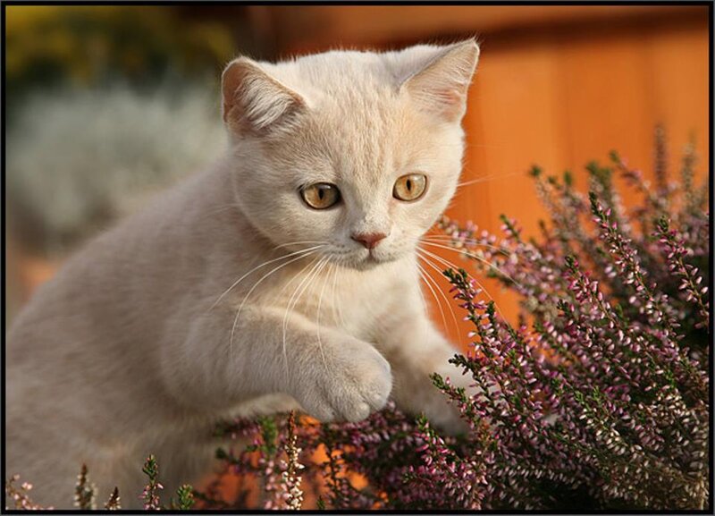Cream-colored Kitten — White, Calm