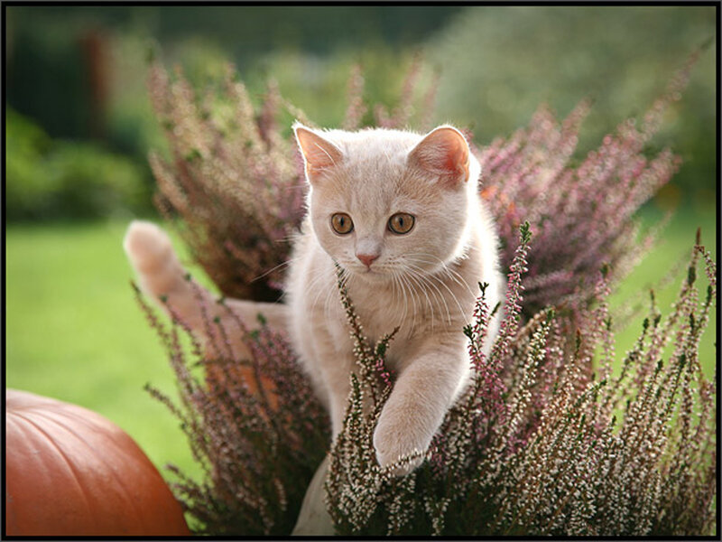 Cream-colored Kitten — White