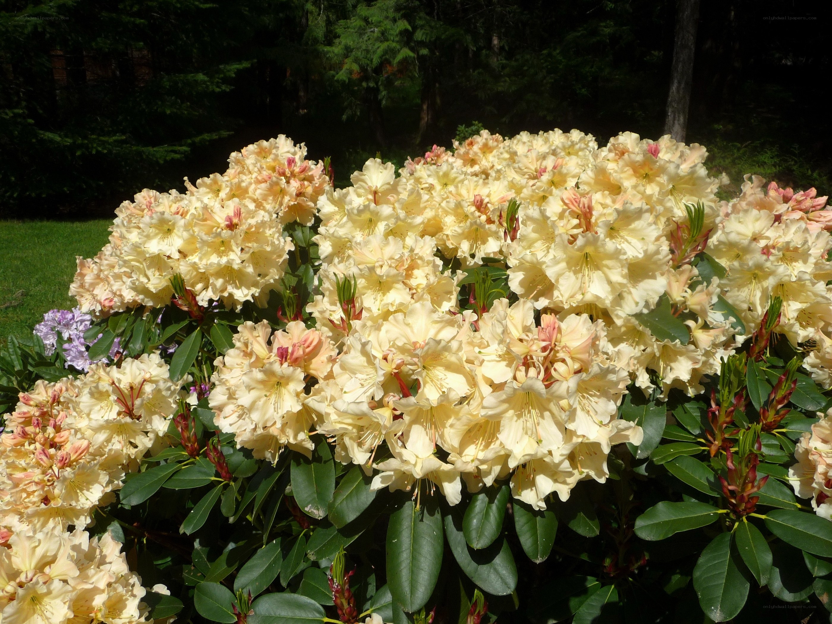 Cream-colored rhododendron blooms