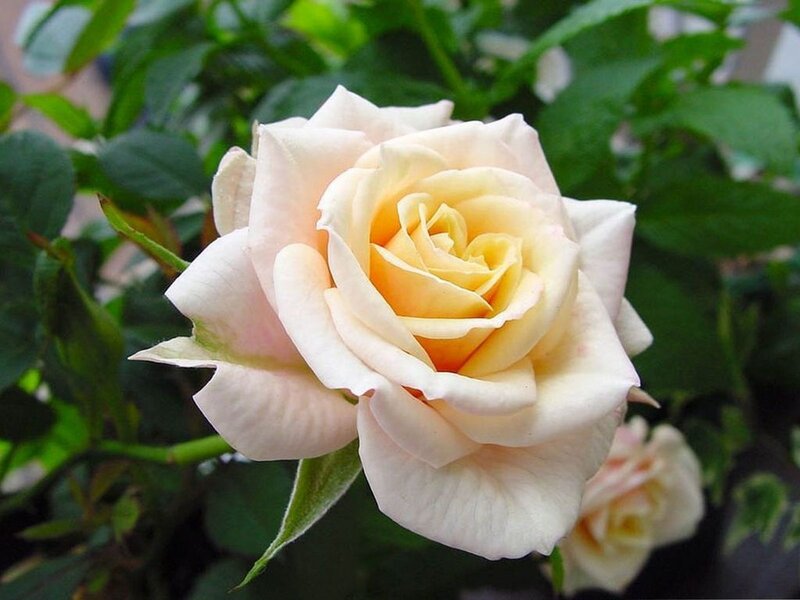 Cream-colored Rose Flower — Cream, Calm