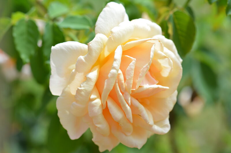 Cream-colored Rose Flower — Cream, Serene, Afternoon