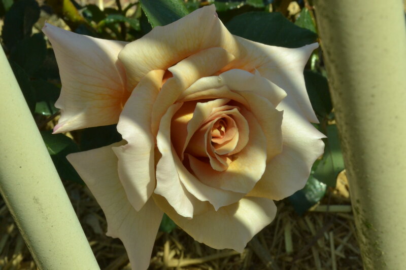 Cream-colored Rose Flower — Cream, Serene