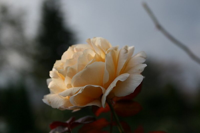 Cream-colored Rose Flower — Cream