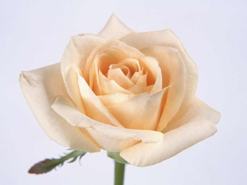 Cream-colored Rose Flower