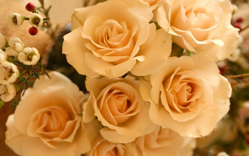 Cream-colored Roses