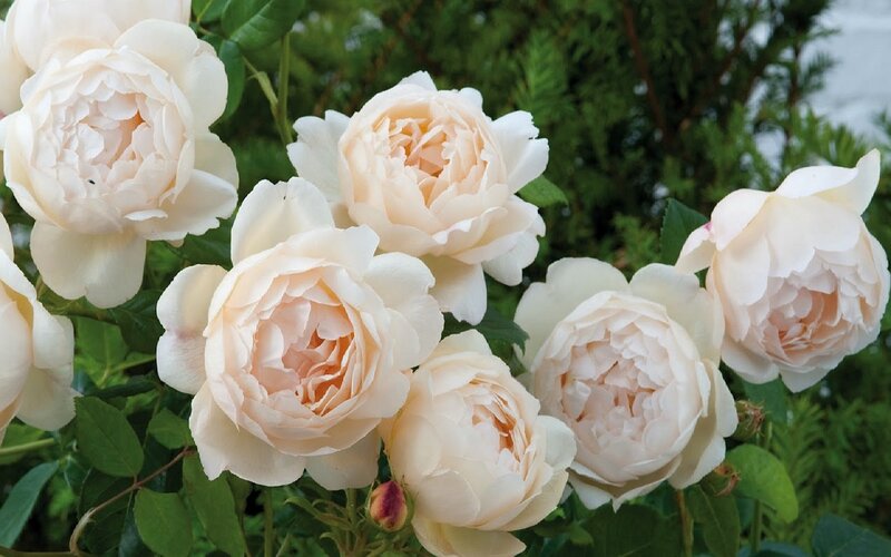 Cream-colored Roses — White