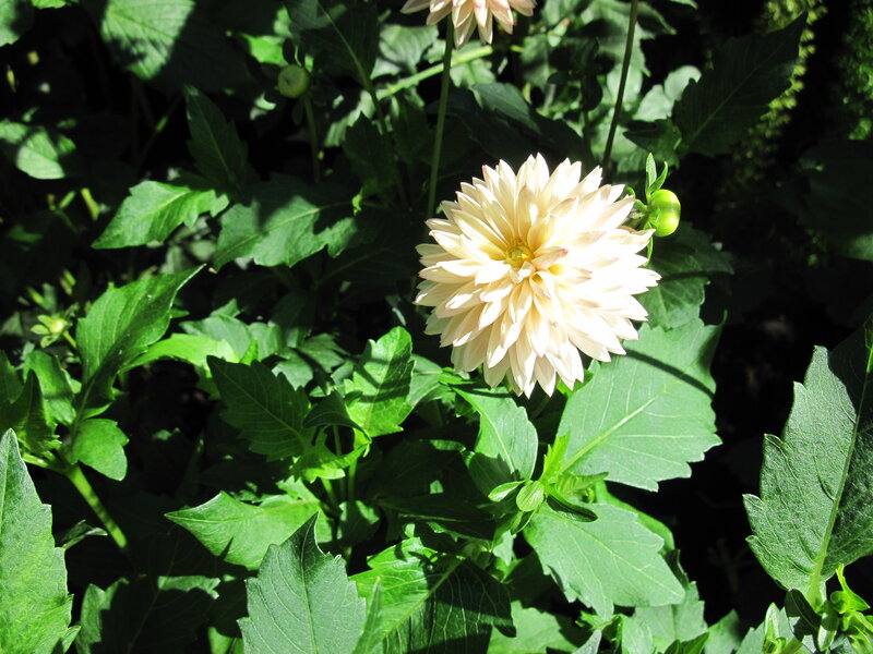 Cream Dahlia Flower
