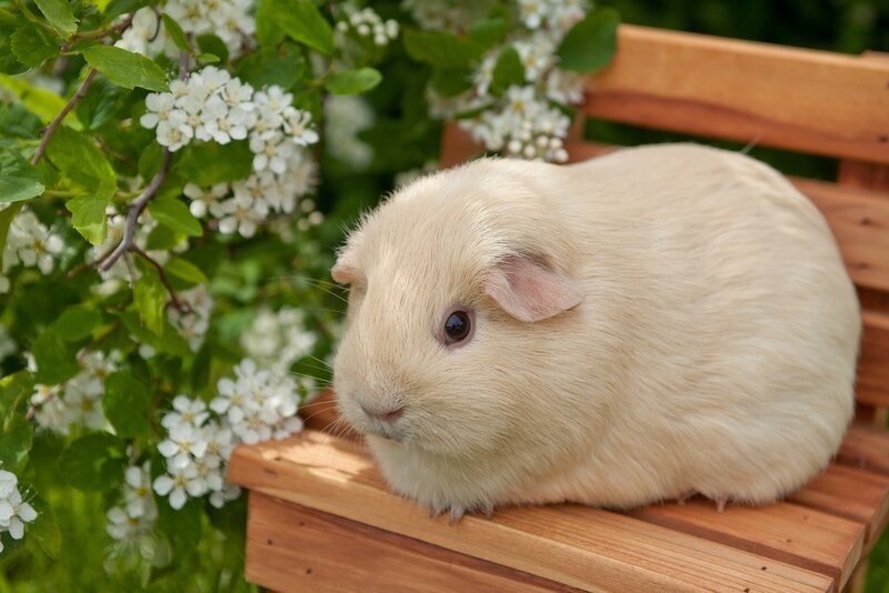 Cream Guinea Pig — Beige