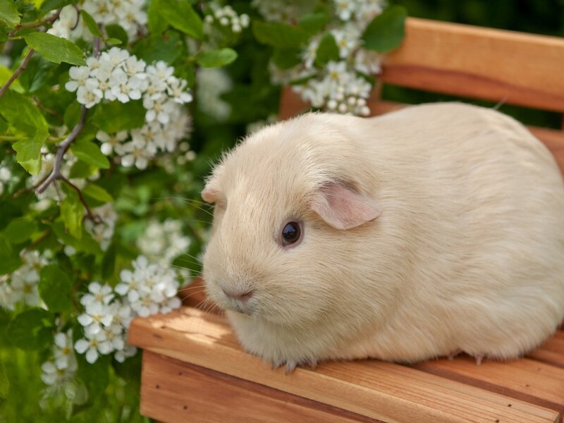 Cream Guinea Pig