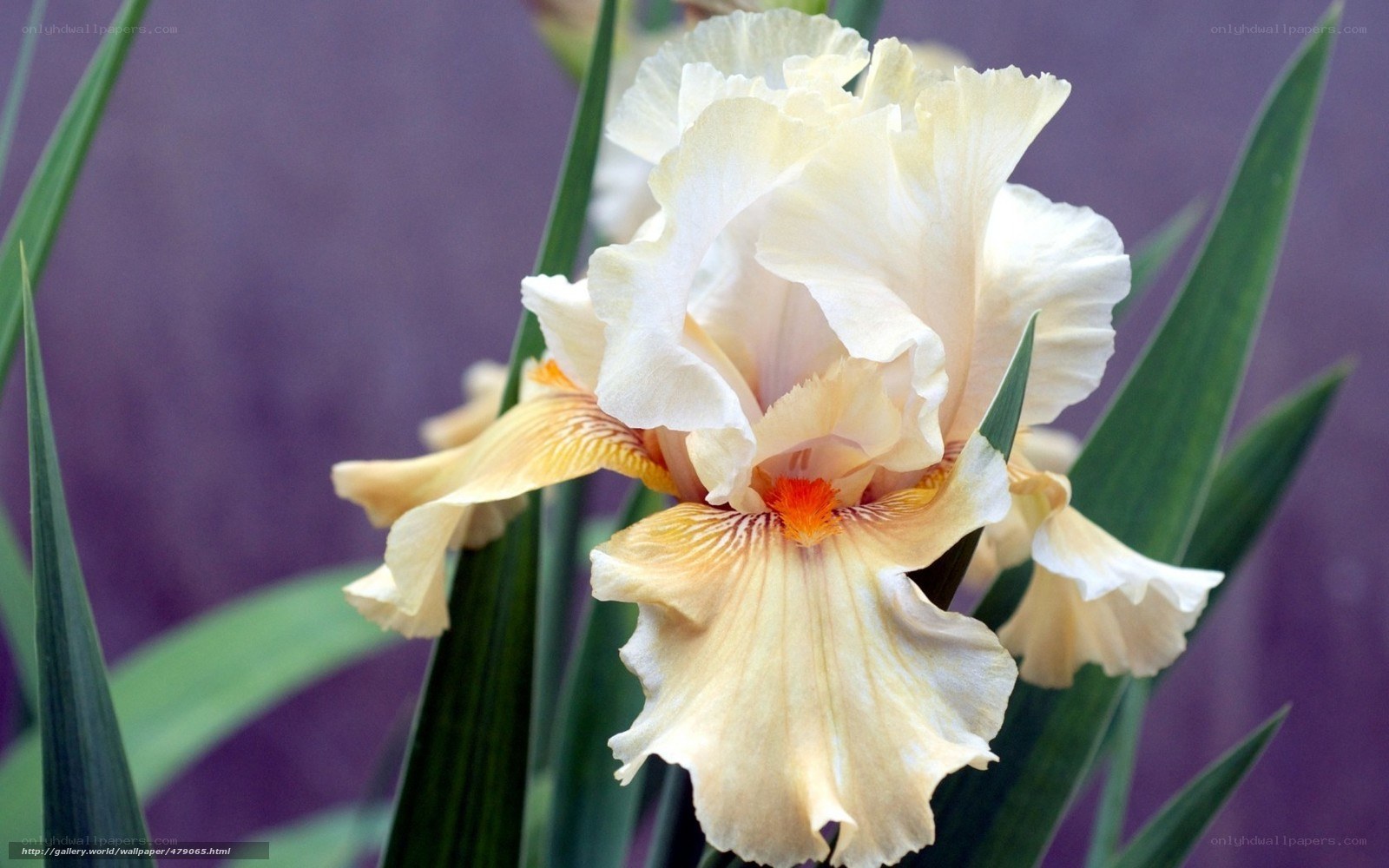 Cream iris flower close-up