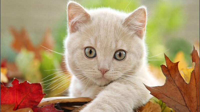 Cream Kitten in Leaves — White, Calm
