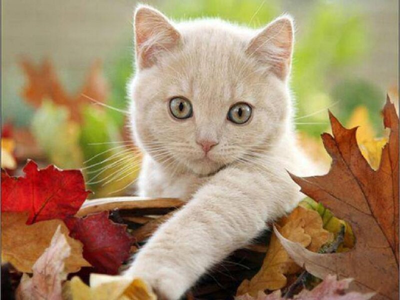 Cream Kitten in Leaves — White