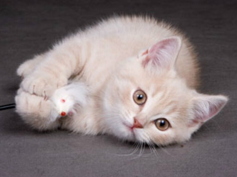 Cream Kitten Playing