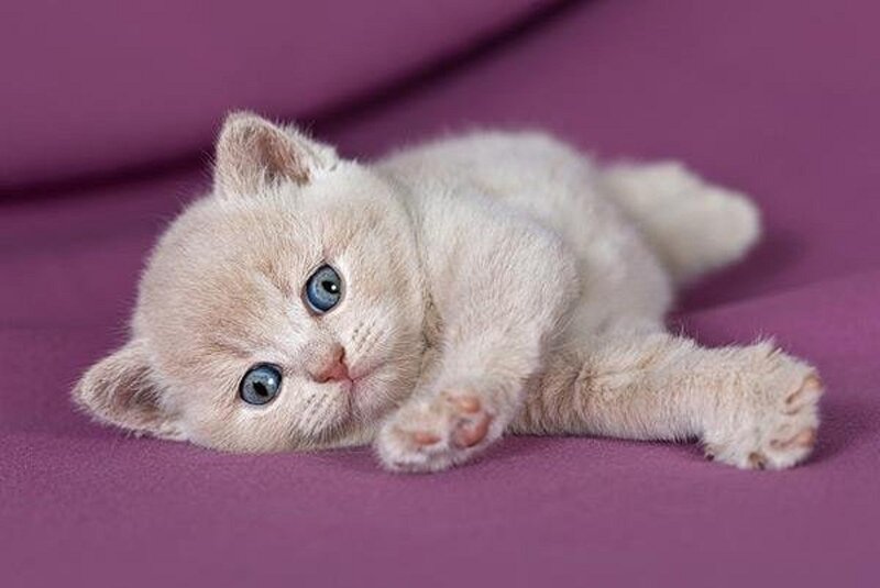 Cream Kitten with Blue Eyes
