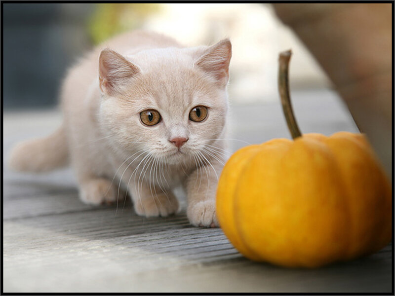 Cream Kitten with Pumpkin