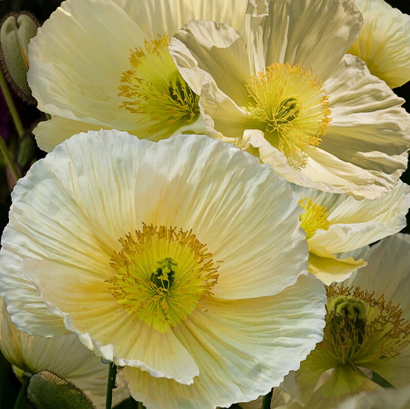 Cream poppies in bloom