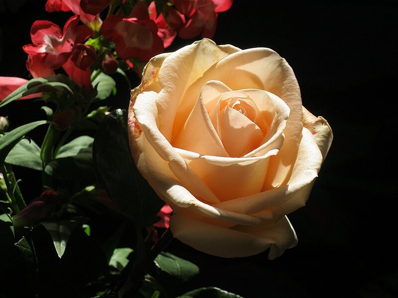 Cream rose in sunlight