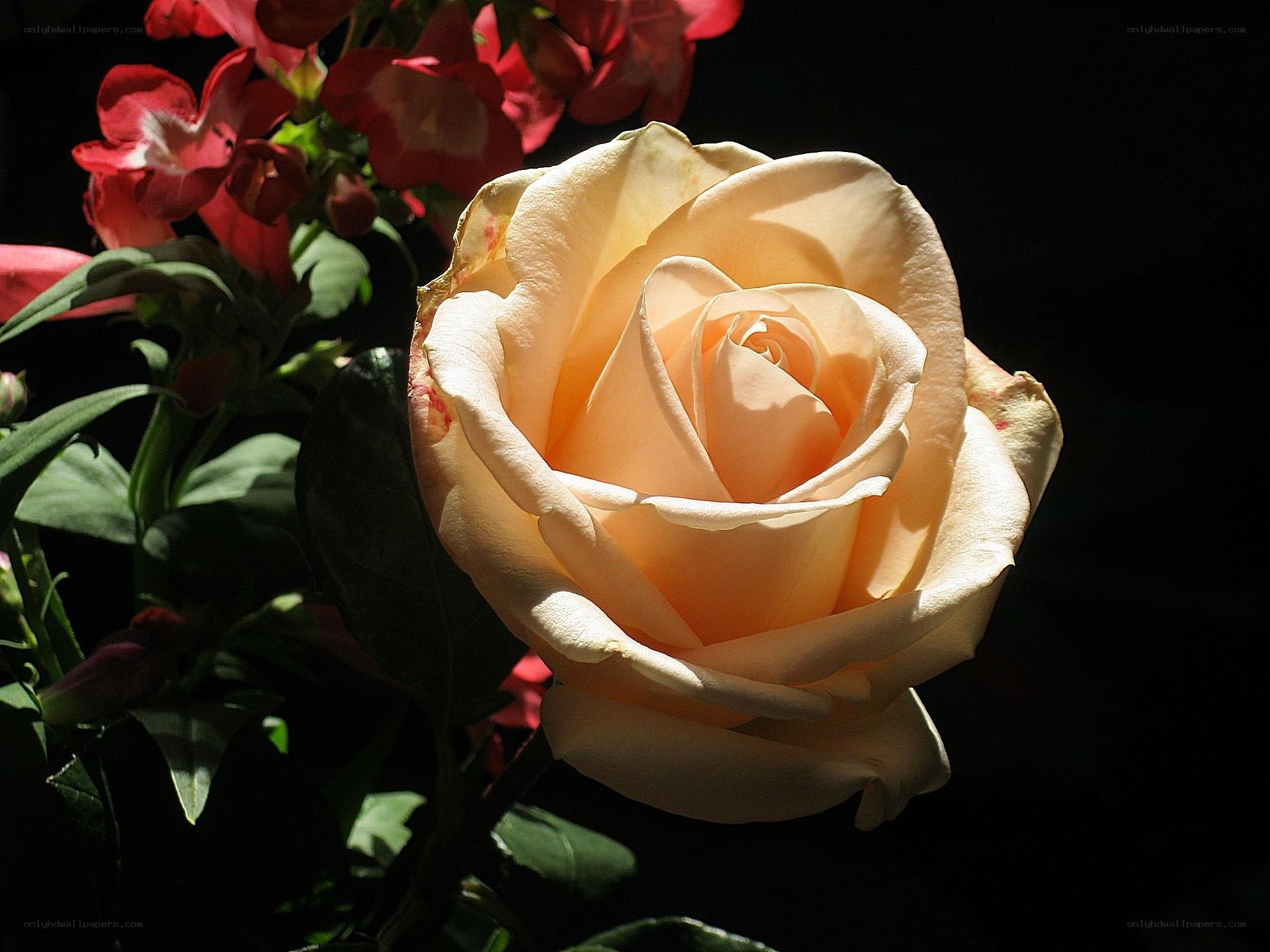 Cream rose in sunlight