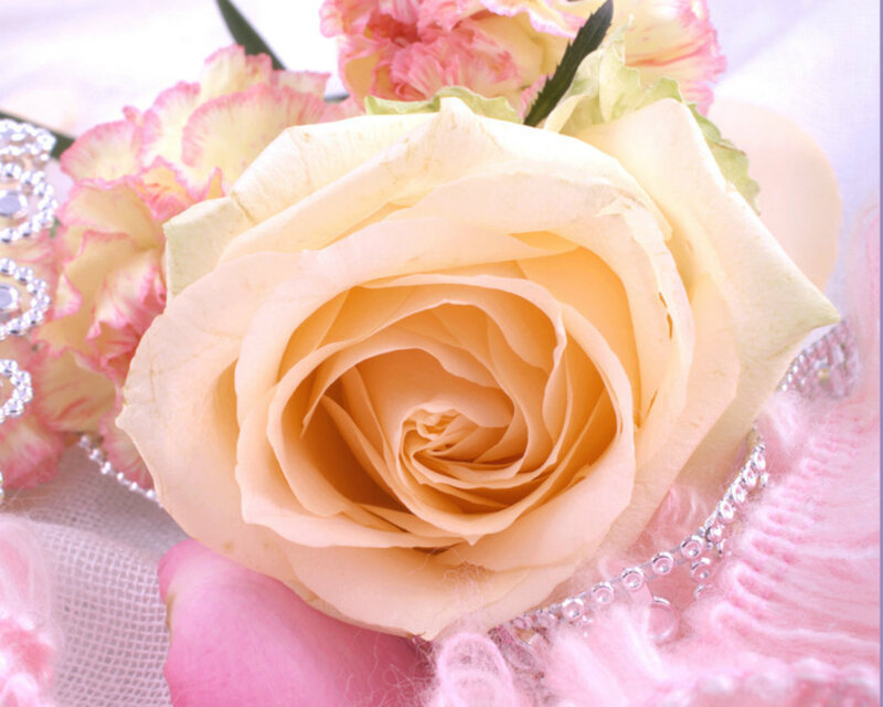 Cream Rose with Carnations