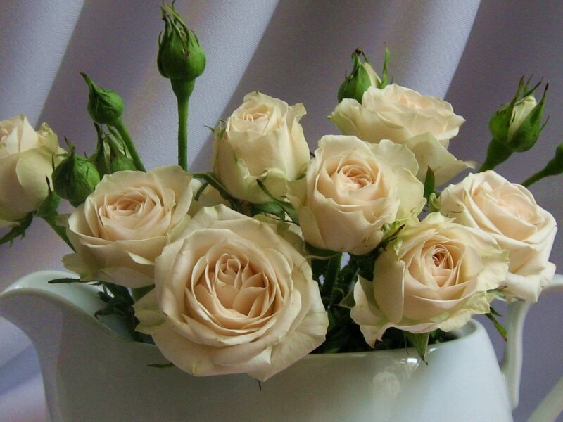 Cream Roses in a Pitcher