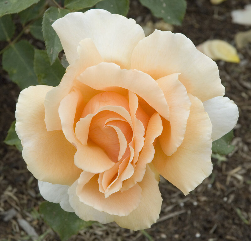 Creamy Peach Rose