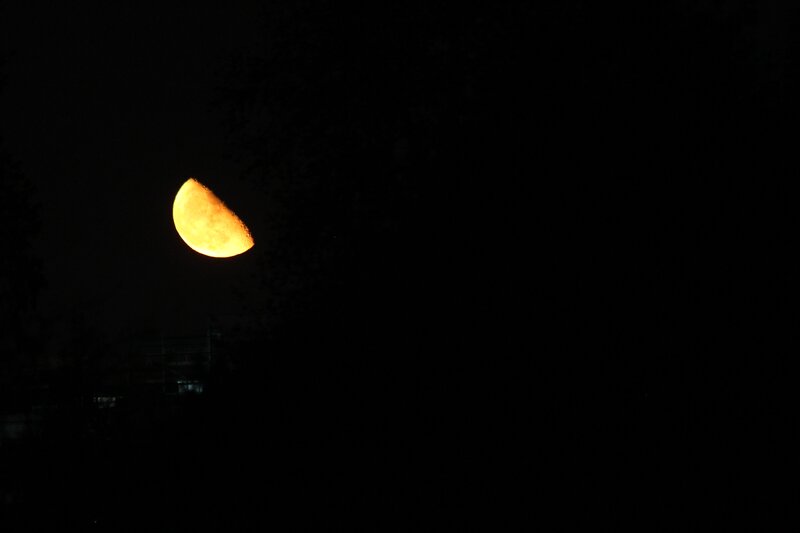 Crescent Moon in Night Sky — Black, Dark, Photograph, Trees