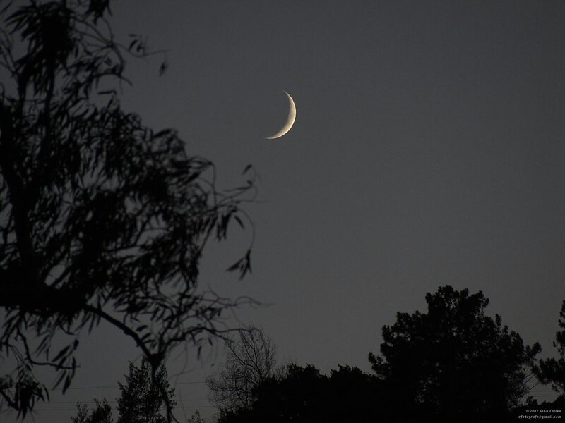 Crescent moon over trees
