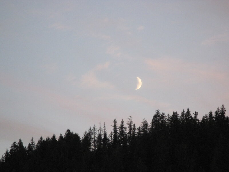Crescent Moon over Trees — Gray