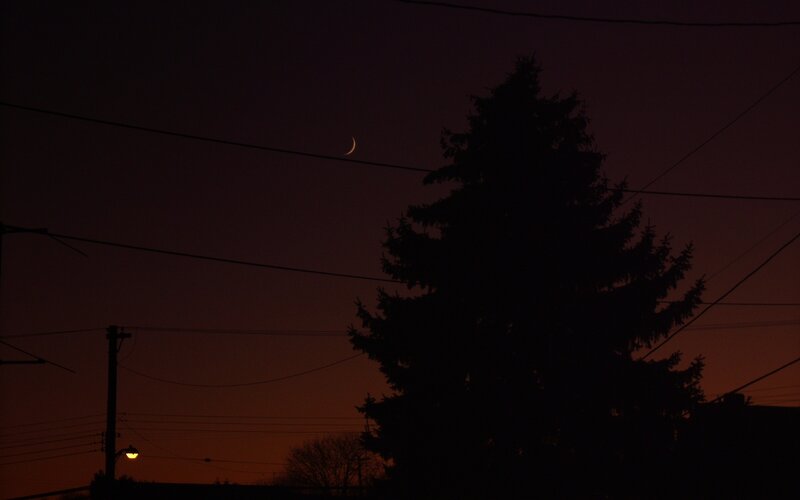 Crescent moon over trees