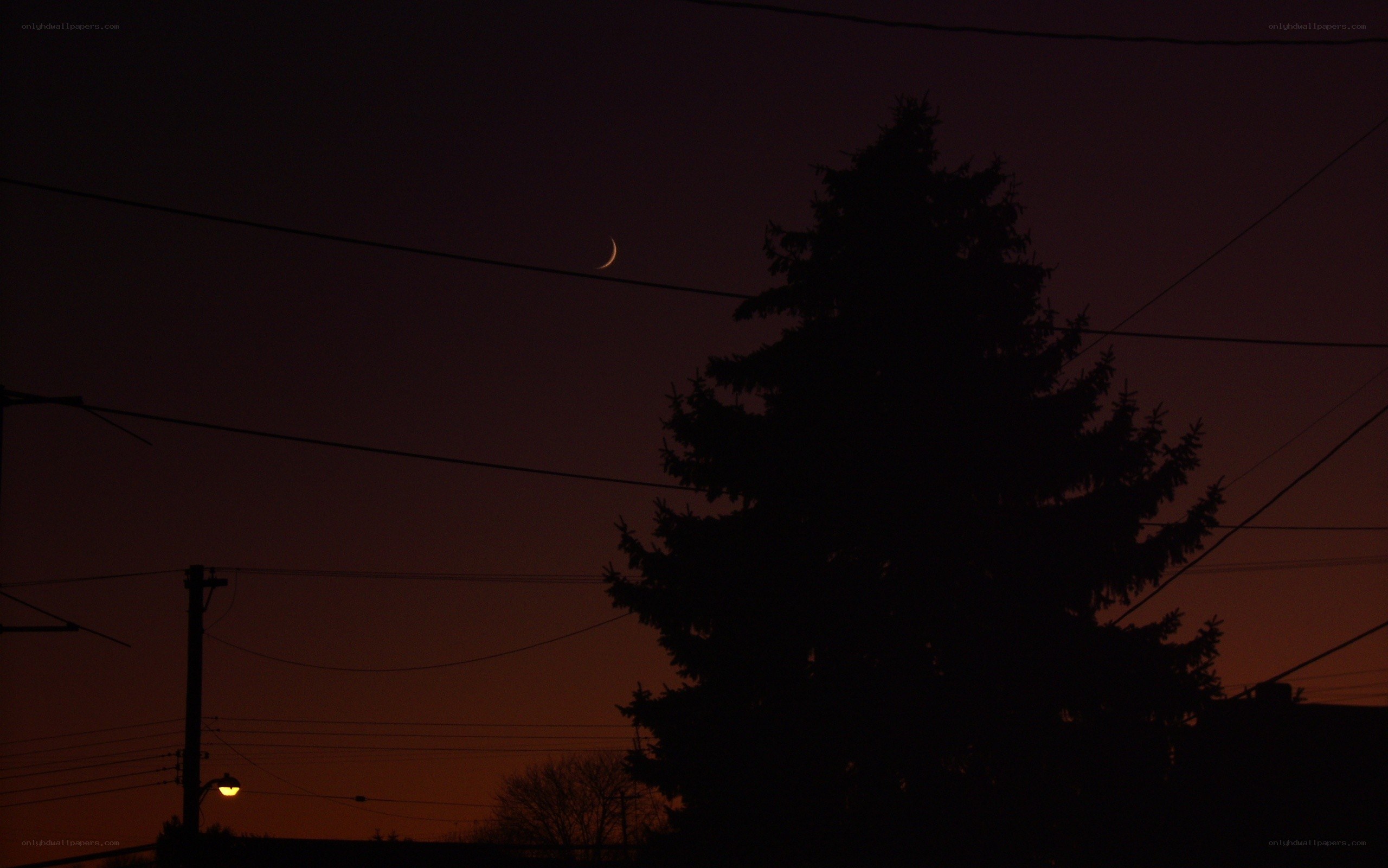Crescent moon over trees