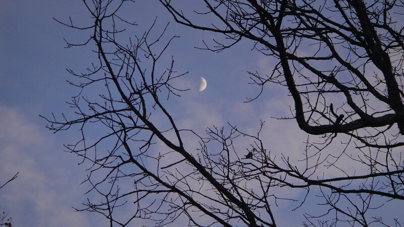 Crescent Moon Through Branches