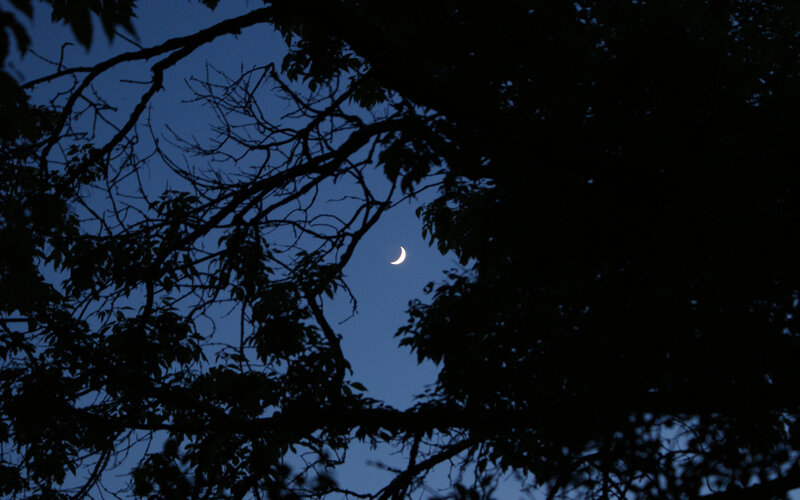 Crescent moon through tree branches