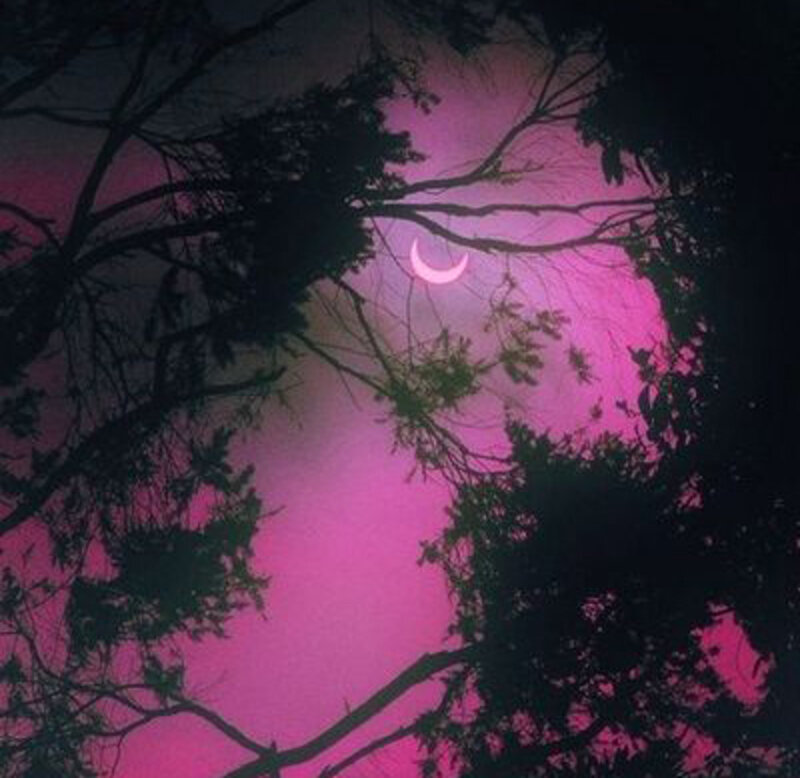 Crescent Moon Through Trees