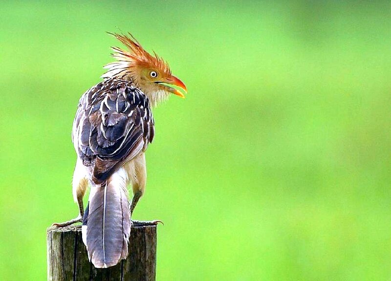 Crested bird on a post