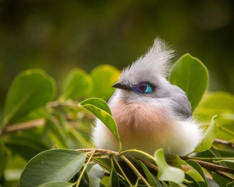 Crested Bird on Branch