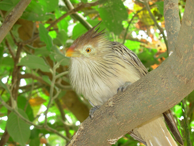 Crested Caracara Bird