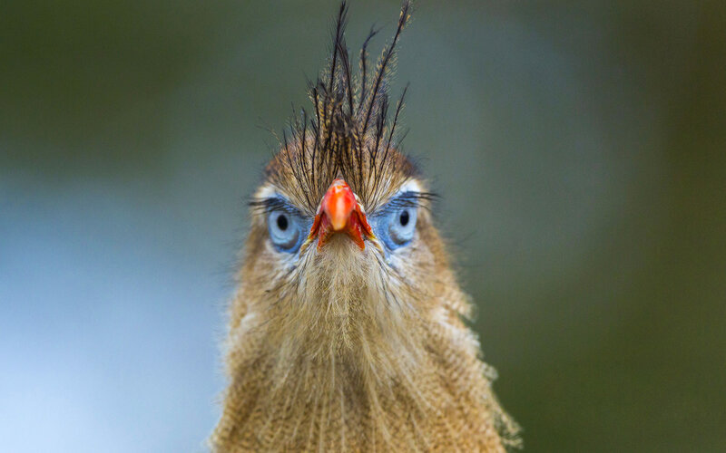 Crested Caracara