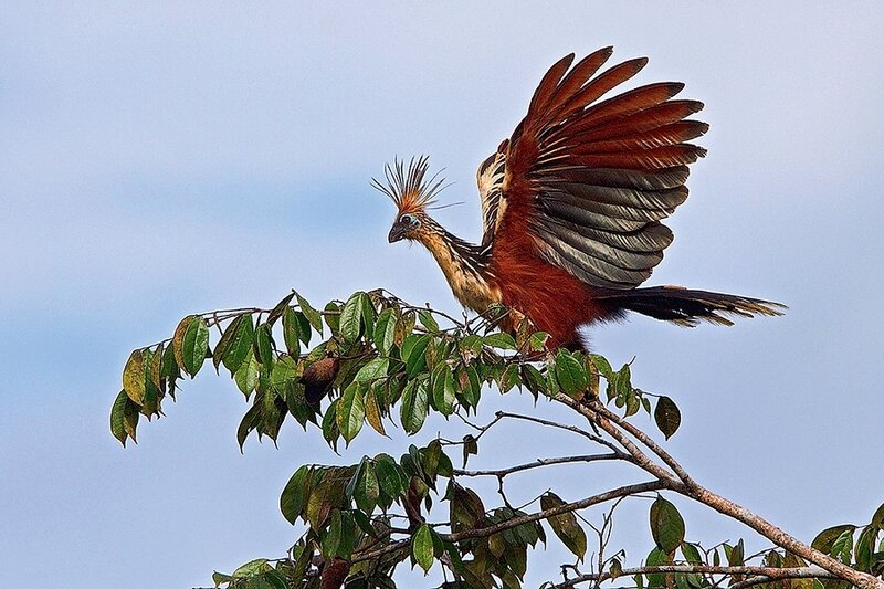 Crested Cariama Bird