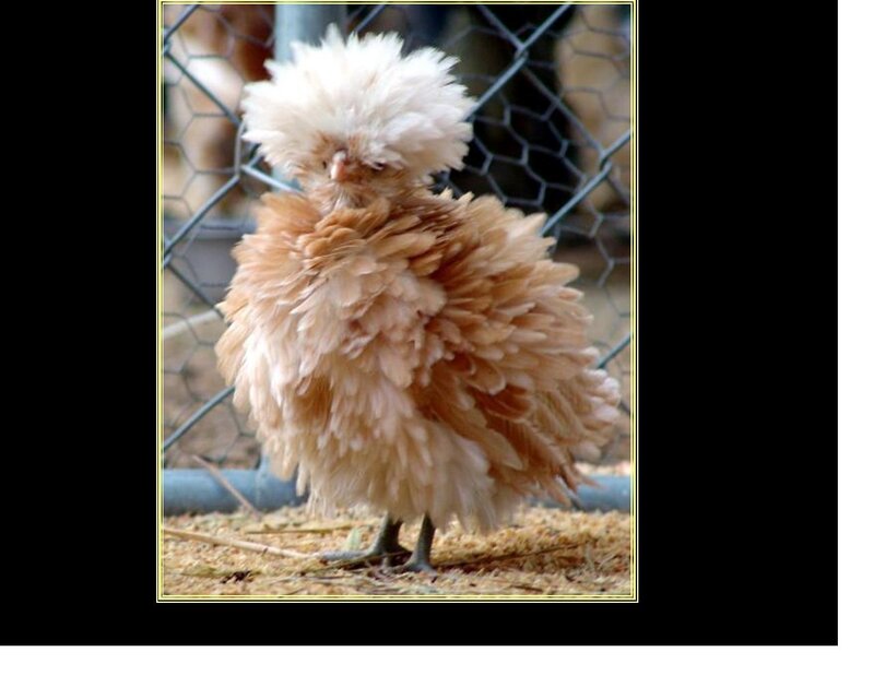 Crested Chicken