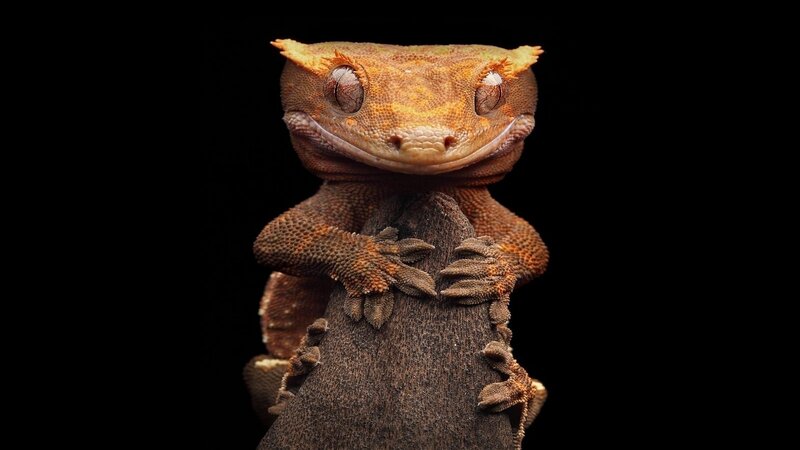 Crested Gecko on Branch — Brown