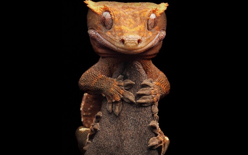 Crested Gecko on Branch