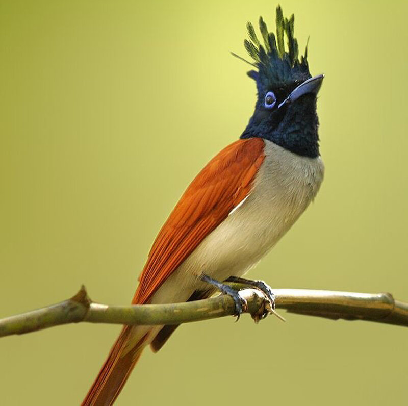 Crested Paradise Flycatcher