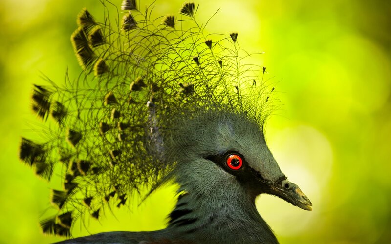 Crested Pigeon — Green