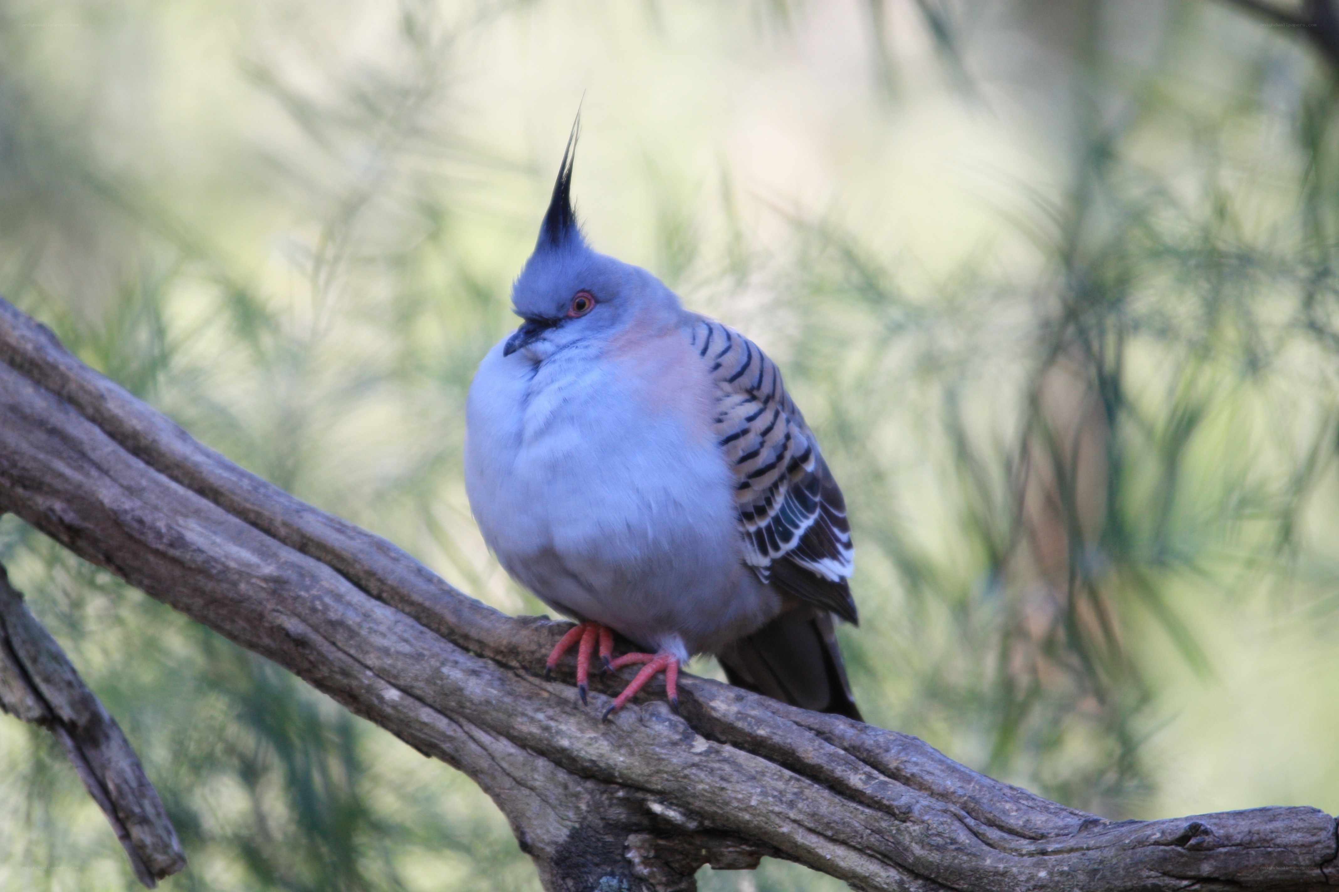 Crested pigeon on a branch