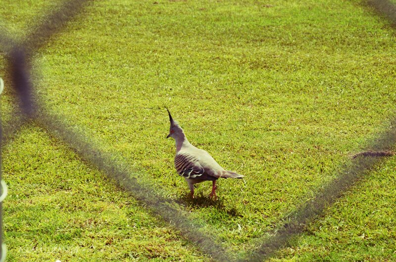 Crested pigeon on grass