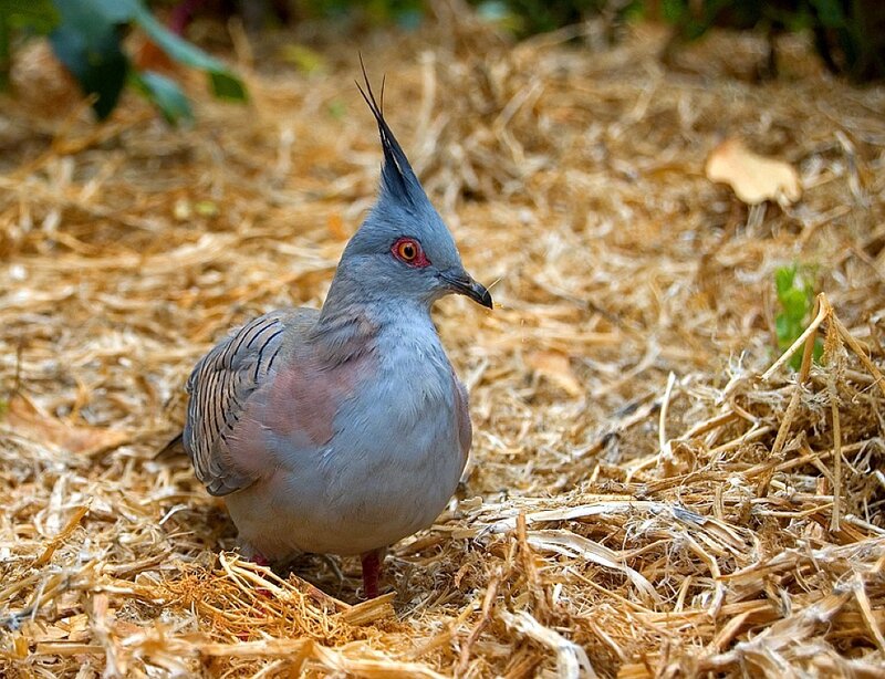 crested pigeon on straw