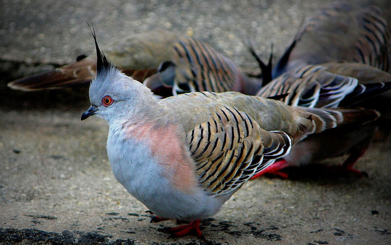 Crested Pigeon
